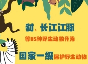 野生动物保护名录26年未修订 到底卡在哪儿？-野生保护动物名录