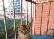 领养喵星人陪伴一生_【萌猫领养】人生如旅途，愿我会是你最好的搭档