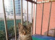 领养喵星人陪伴一生_【萌猫领养】人生如旅途，愿我会是你最好的搭档