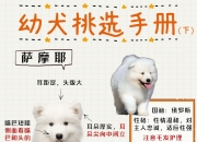 新手养狗基础知识全攻略(推荐：新手养狗和养狗必知的知识集合)