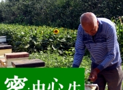 蜂蜜检测不合格_国内标准无法鉴蜂蜜真假，你知道方法都是骗人的