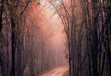 收购恐龙蛋化石电话_恐龙蛋化石收购是真的吗？